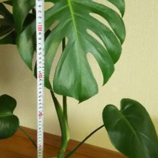観葉植物④（鉢付）【受付終了】の画像