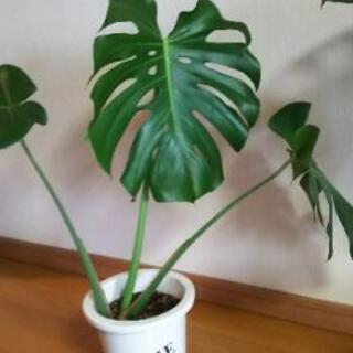 観葉植物⑤（鉢付）