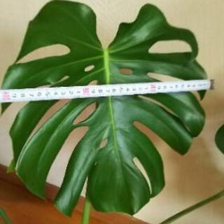 観葉植物⑤（鉢付）の画像