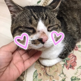 骨盤骨折をのりこえたモモジくん