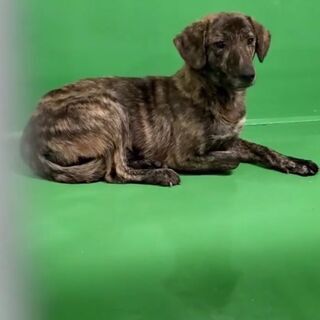 譲渡になりました　　ありがとうござい　まし　た🐾