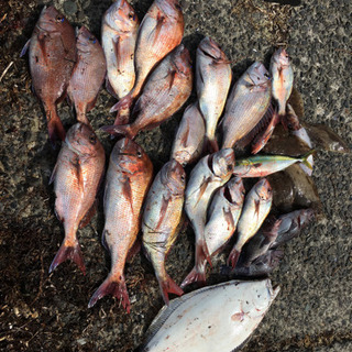 青森ボート釣り仲間募集 - メンバー募集