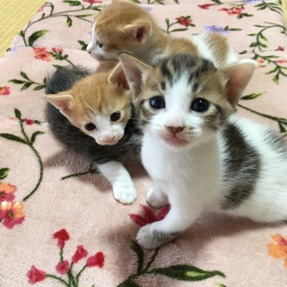 仔猫　生後1ヶ月　人懐っこいです！