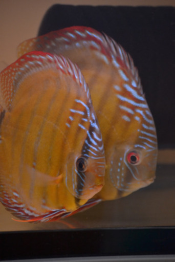 ワイルドディスカス　トロンベタス　ペアー