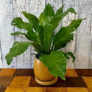 【観葉植物】    アスプレニウム