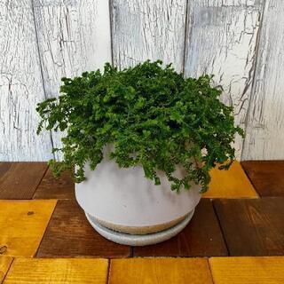 【観葉植物】  クッションモス