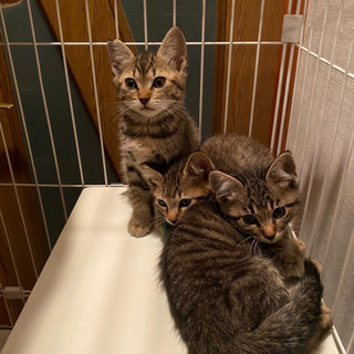 【一時募集停止】2か月の子猫あと1匹