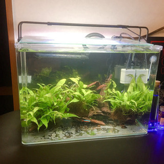 45cm 飼育セット 水草付き流木