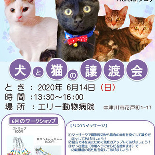 猫の譲渡会