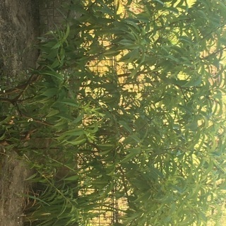 果樹