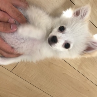 チワワとポメラニアンのハーフ犬です
