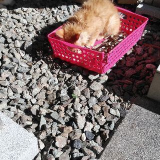子猫たちの里親募集してます！