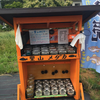 里山めだか 里山公園の前のメダカ販売所 夜桜 チョコレート幹之 ...