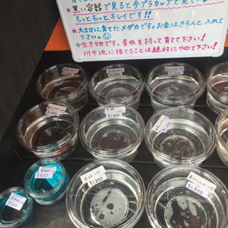 里山めだか 里山公園の前のメダカ販売所 夜桜 チョコレート幹之 黒燐 松井ヒレ長黒幹之 黒ラメレインボー ピュアホワイト 朱赤楊貴妃 三色体外光 幼魚ミックス 大ミジンコ エビなどの画像