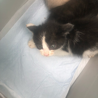 生後1ヶ月半くらいの子猫ちゃん
