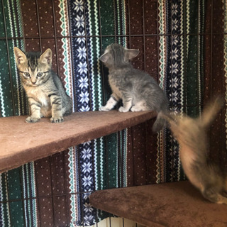 ４月２８日生まれの猫さんです