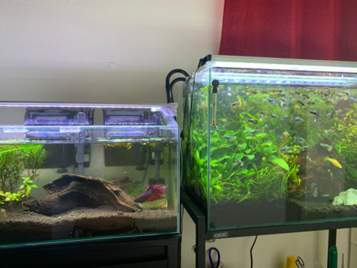 熱帯魚飼育フルセット