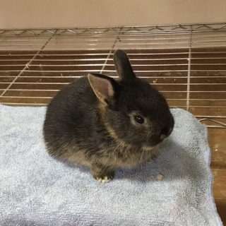 【けんぼの森】《ミニウサギ》5月16日生まれデビュー　ブラックオター1羽➡︎5,000円（税込） - 相模原市