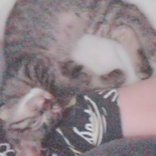 甘えん坊な子猫兄妹2匹の里親募集です