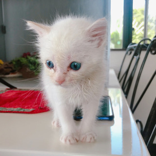 ミルクティー柄の男の子🐈1か月