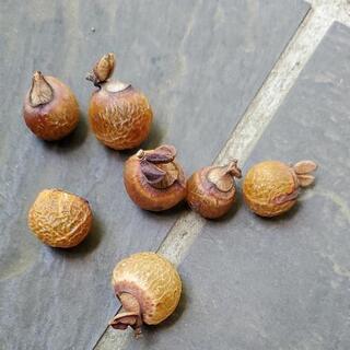 天然石鹸成分 ムクロジの実 500 G