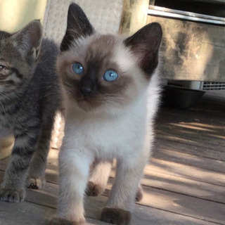 決まりました！生後2ヶ月ぐらいの子猫
