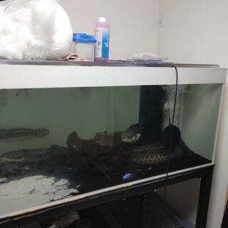 スネークヘッドの画像