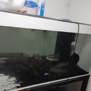 スネークヘッド