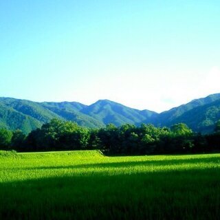 破格なのに美味しい阿東のコシヒカリ玄米30キロ 保冷管理中！　訳あり品