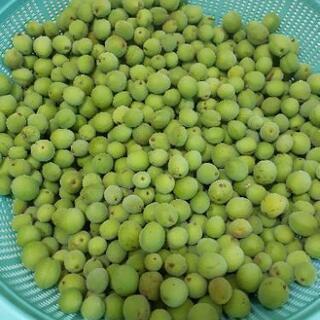 今日明日お取り引き　天然無農薬　南高梅(大きさランダム)