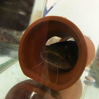 イワトコナマズ