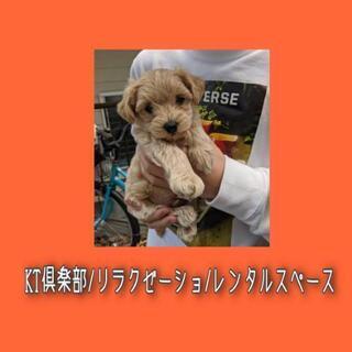 看板犬デビュー🐕‍🦺
