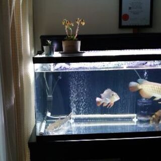 ９０サイズ水槽セット