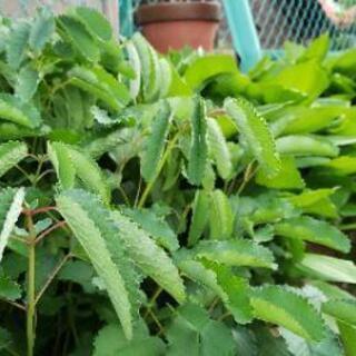 吾亦紅 ワレモコウ 観葉植物