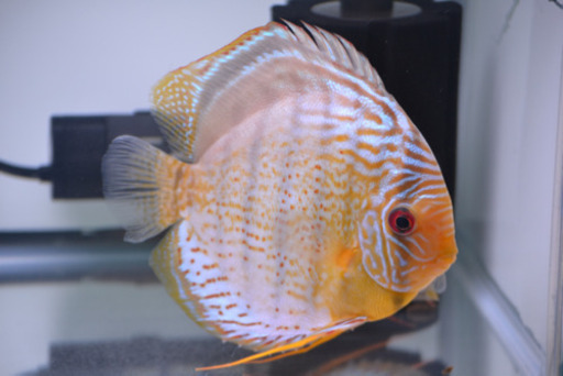 テフェロイヤル　♂16㎝