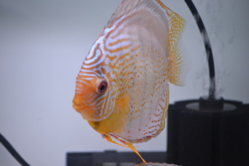 テフェロイヤル　♂16㎝