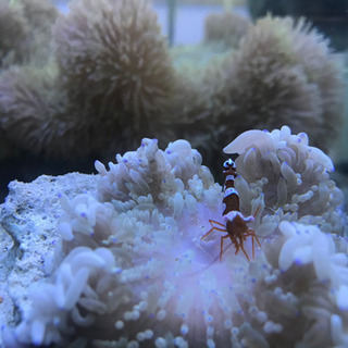 海水魚、イソギンチャク、カクレクマノミ、の画像