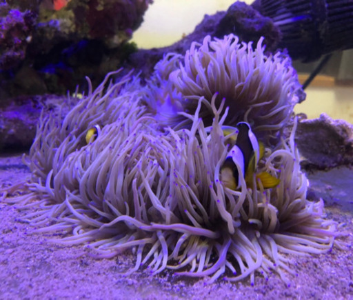 海水魚、イソギンチャク、カクレクマノミ、