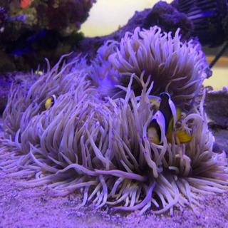 海水魚、イソギンチャク、カクレクマノミ、の画像