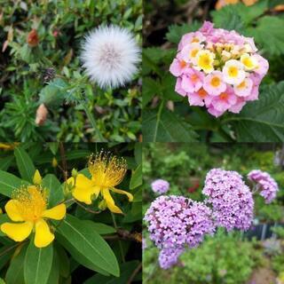 ❤お花ヒーリング①❤