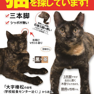 3本足のネコを探してます