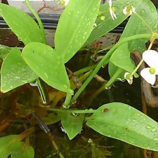 メダカ明日取りに来れる人0円ですの画像