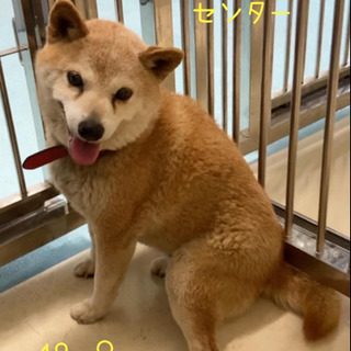 お迎え予定あり！飼主持込の柴犬ちゃんを助けて
