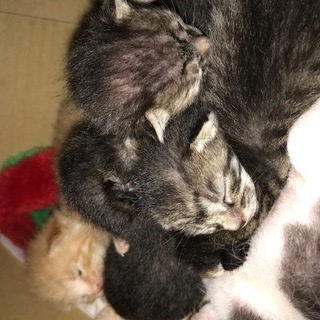 ５月３１日に自宅で６匹子猫生まれました。（野良ではありません！）