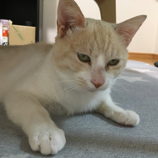 1歳の男の子を保護しました