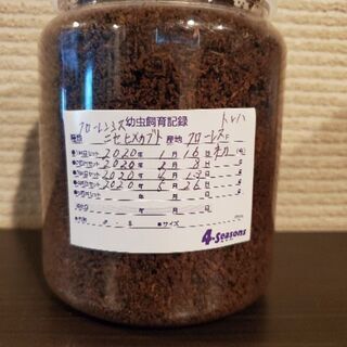 残り１セット　フローレンシスニセヒメカブトムシ♂️２♀️１、or...