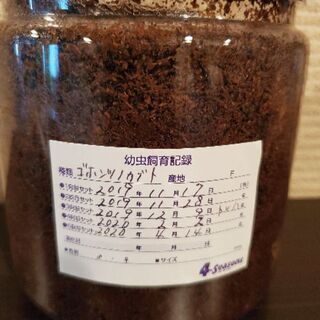 取引中　ゴホンツノカブトムシペア　