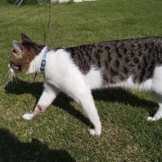 猫探してます