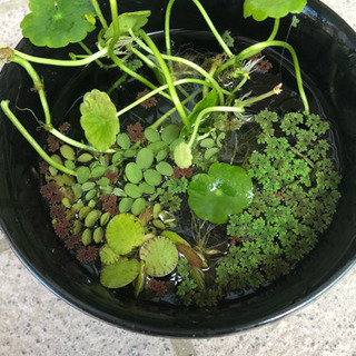 水草5種セット‼️