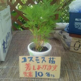 コスモス苗　差し上げます